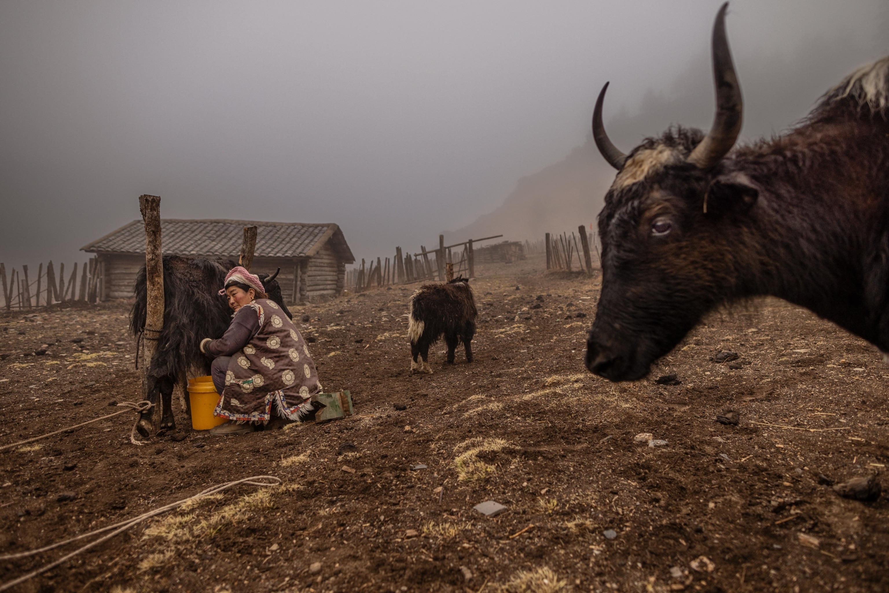 A woman milks a cow.