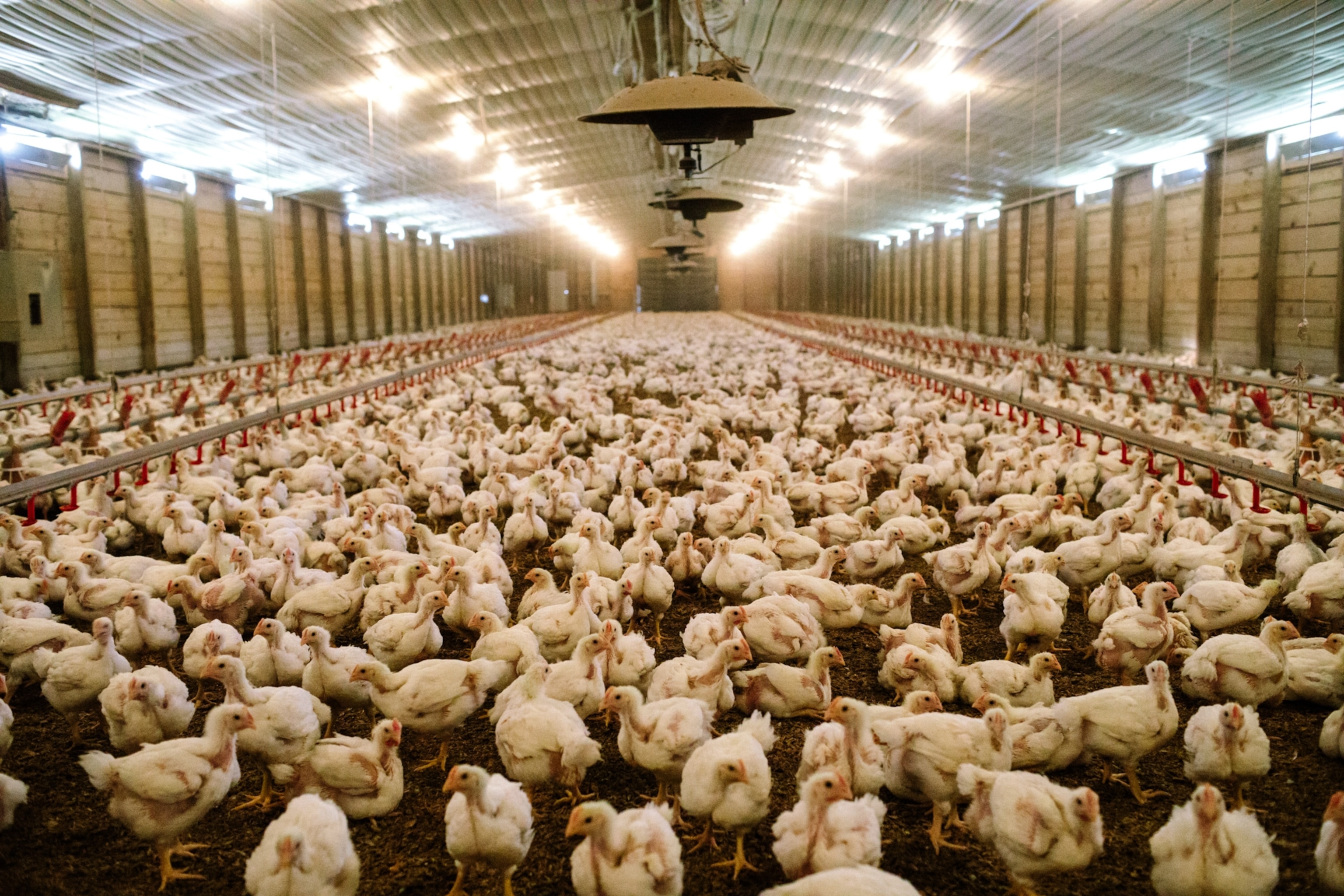 Thousands of chickens at an indoor commercial poultry farm.