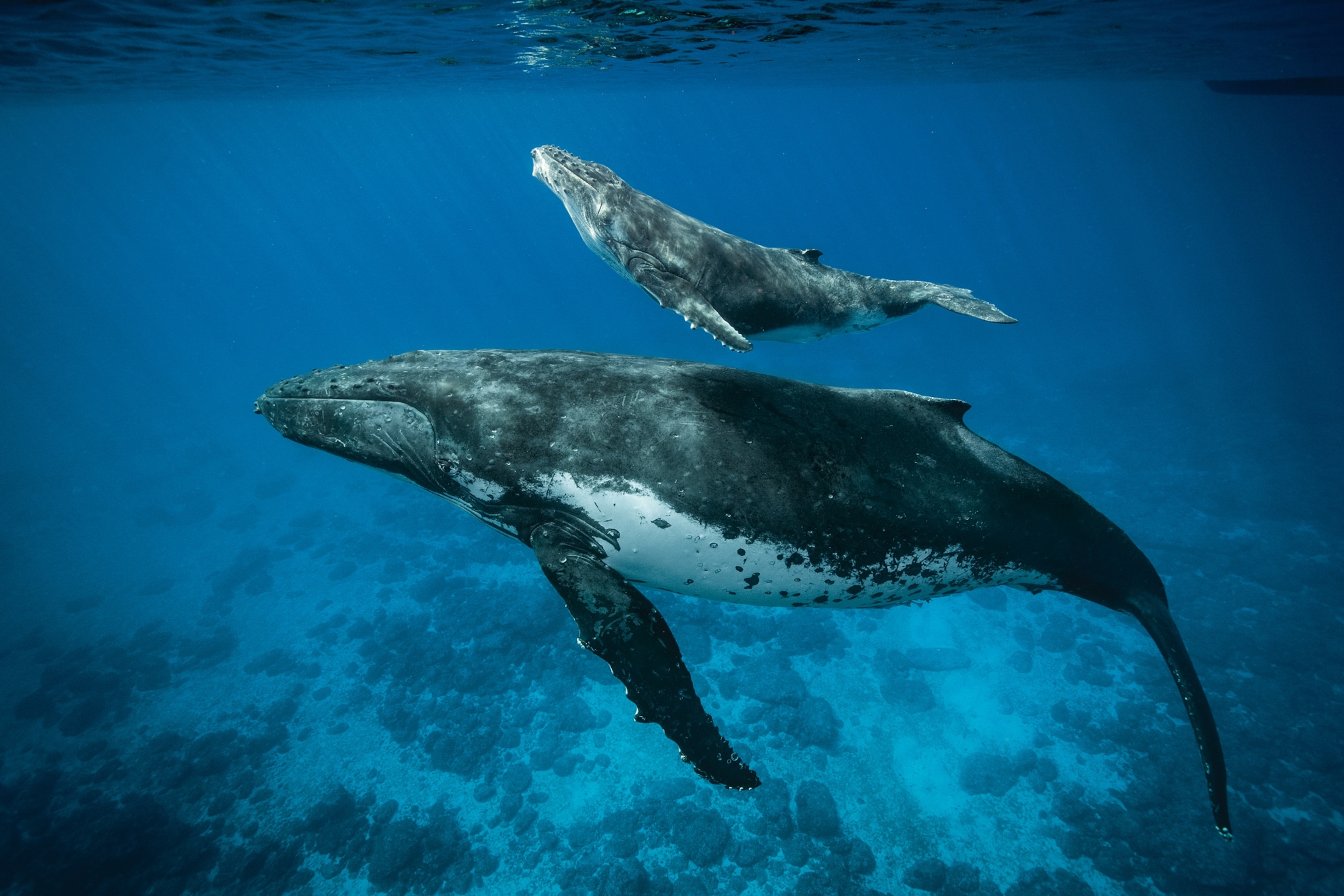 Humpback whales swimming under water one is a baby that is half the size of the mother