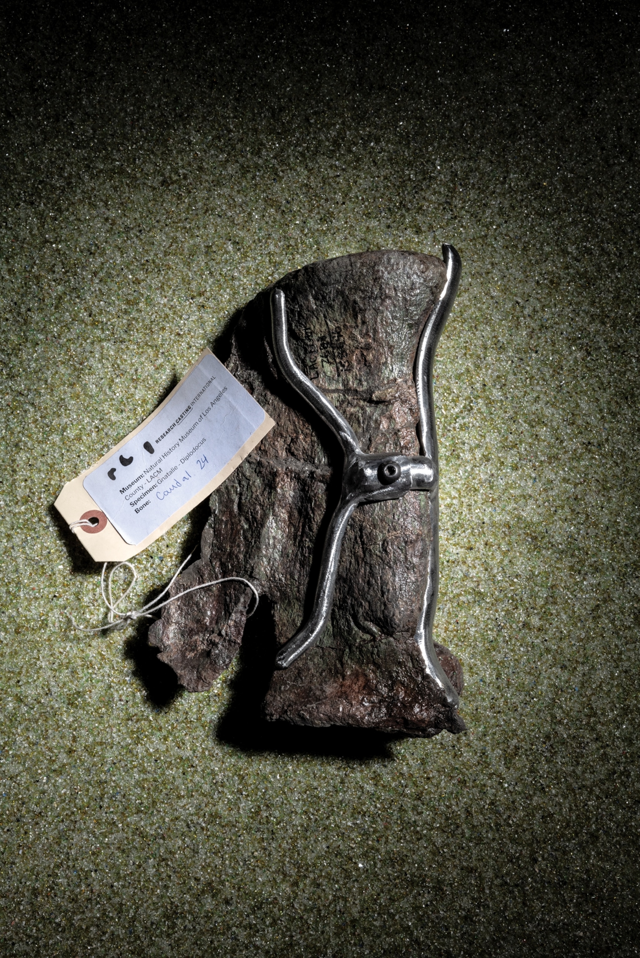 A dinosaur bone with metal armature lays on a flat surface with a labeled tag carefully attached.