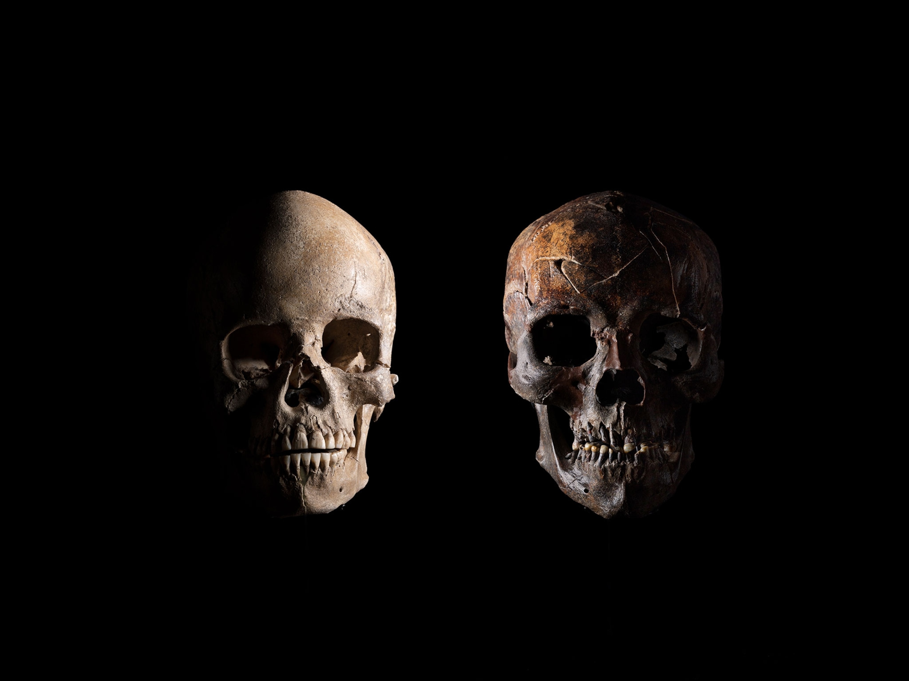 one white skull on the left a brownish skull on the right both on a black background