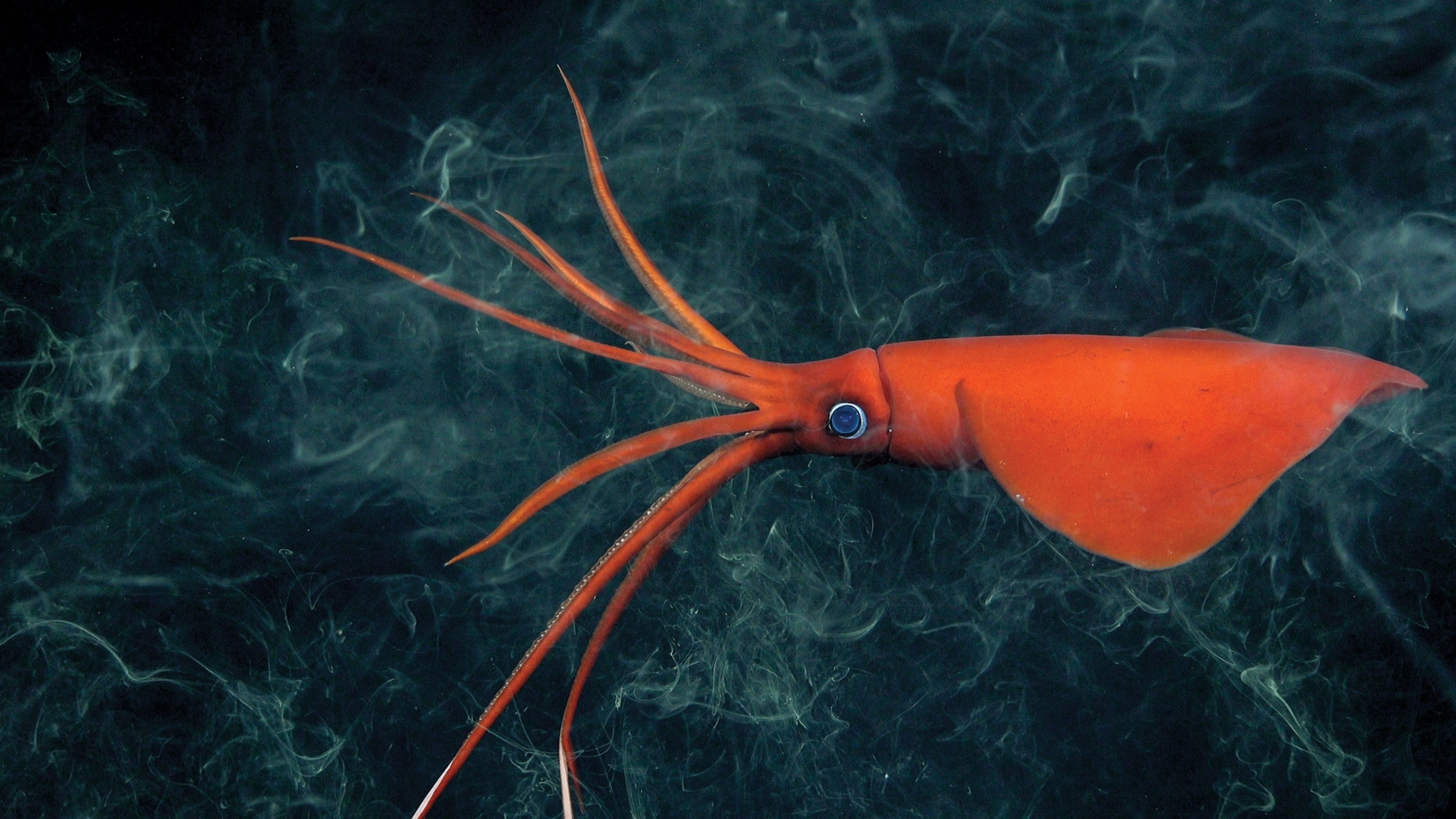 an orange sea squid with its tentacles spread