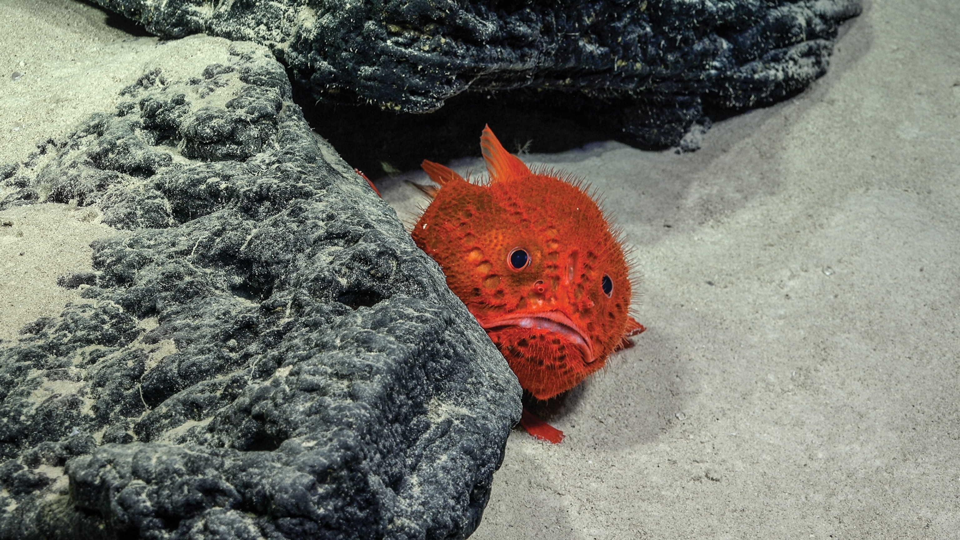 an orange fish is swimming on the sandy sea floor peeping through a rock