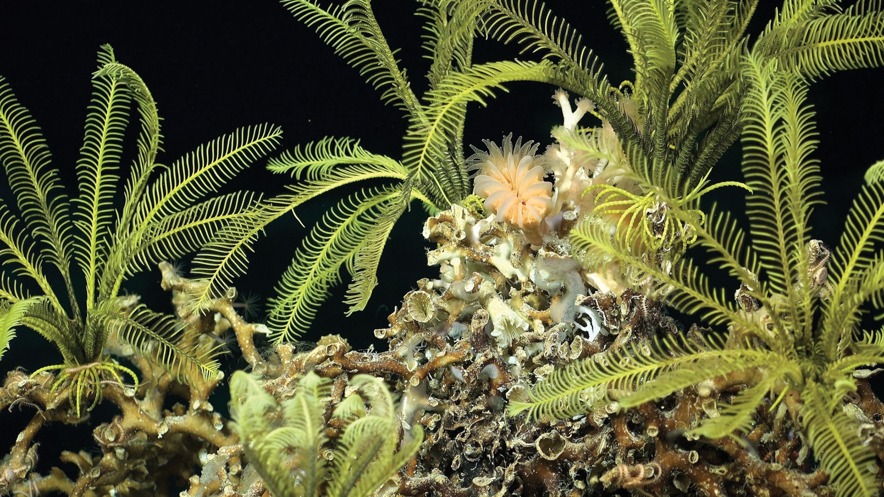 green plants that look like ferns are underwater with a black background