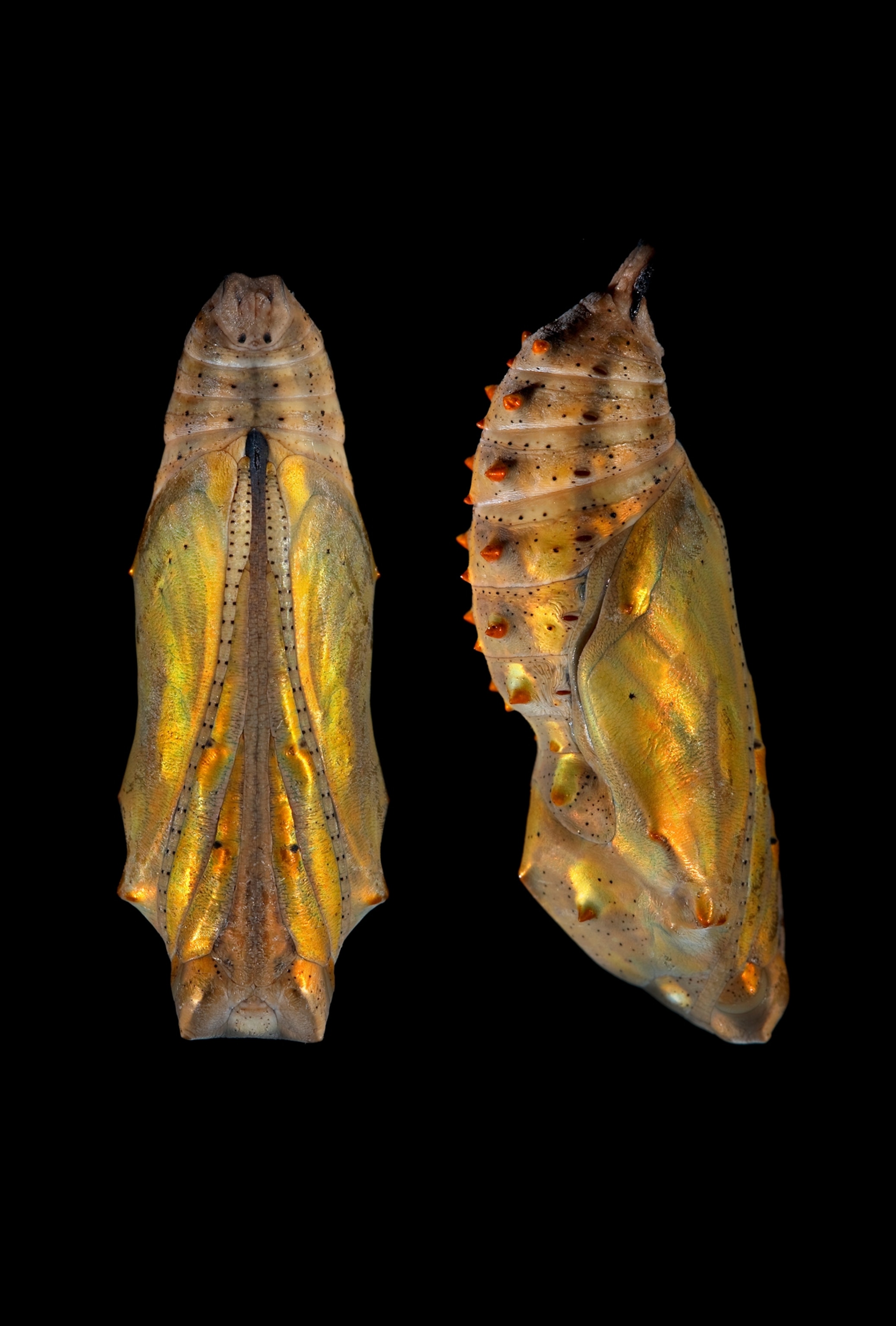 Two empty chrysalises.