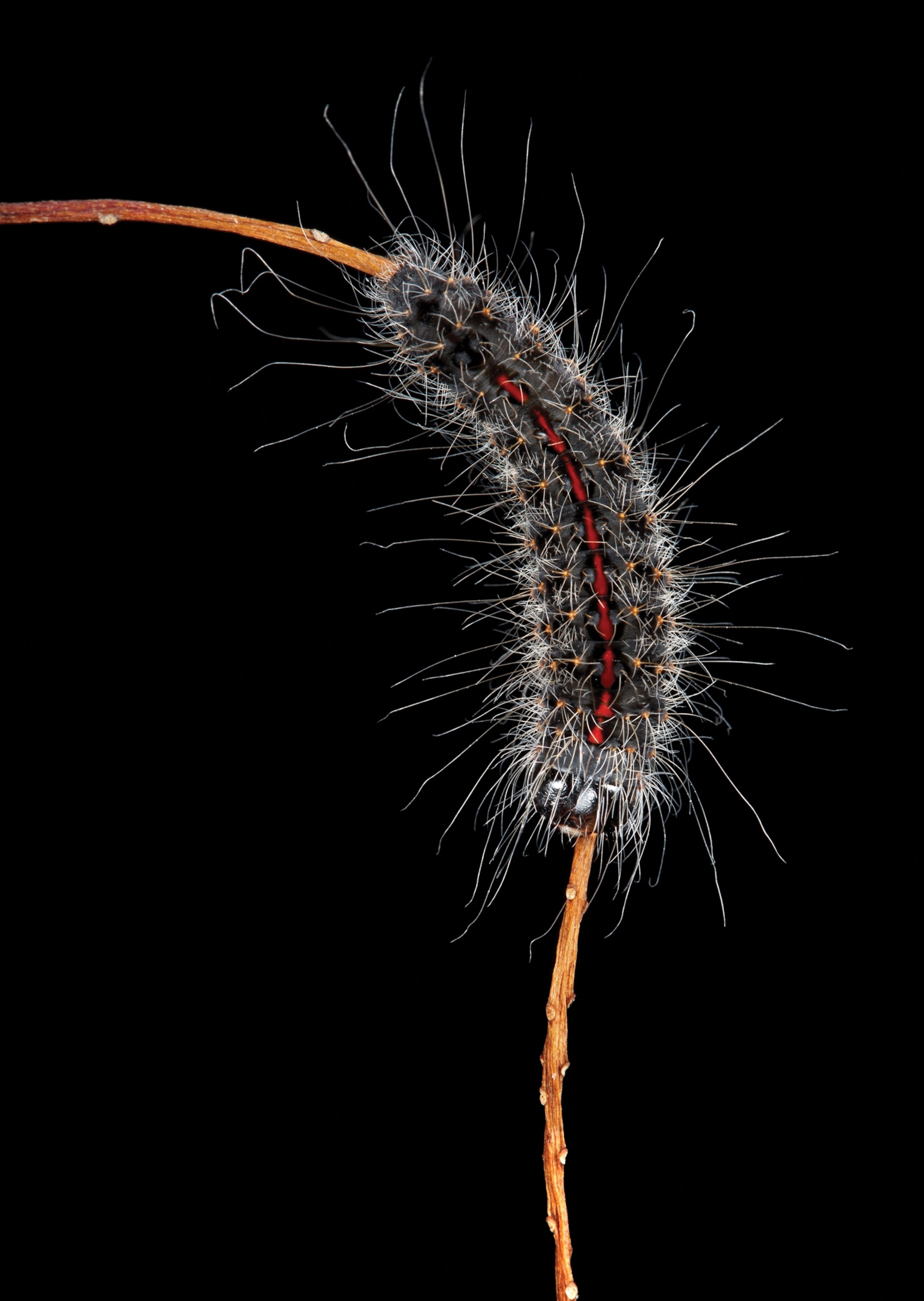 Dark hairy caterpillar on vertical plant stem.