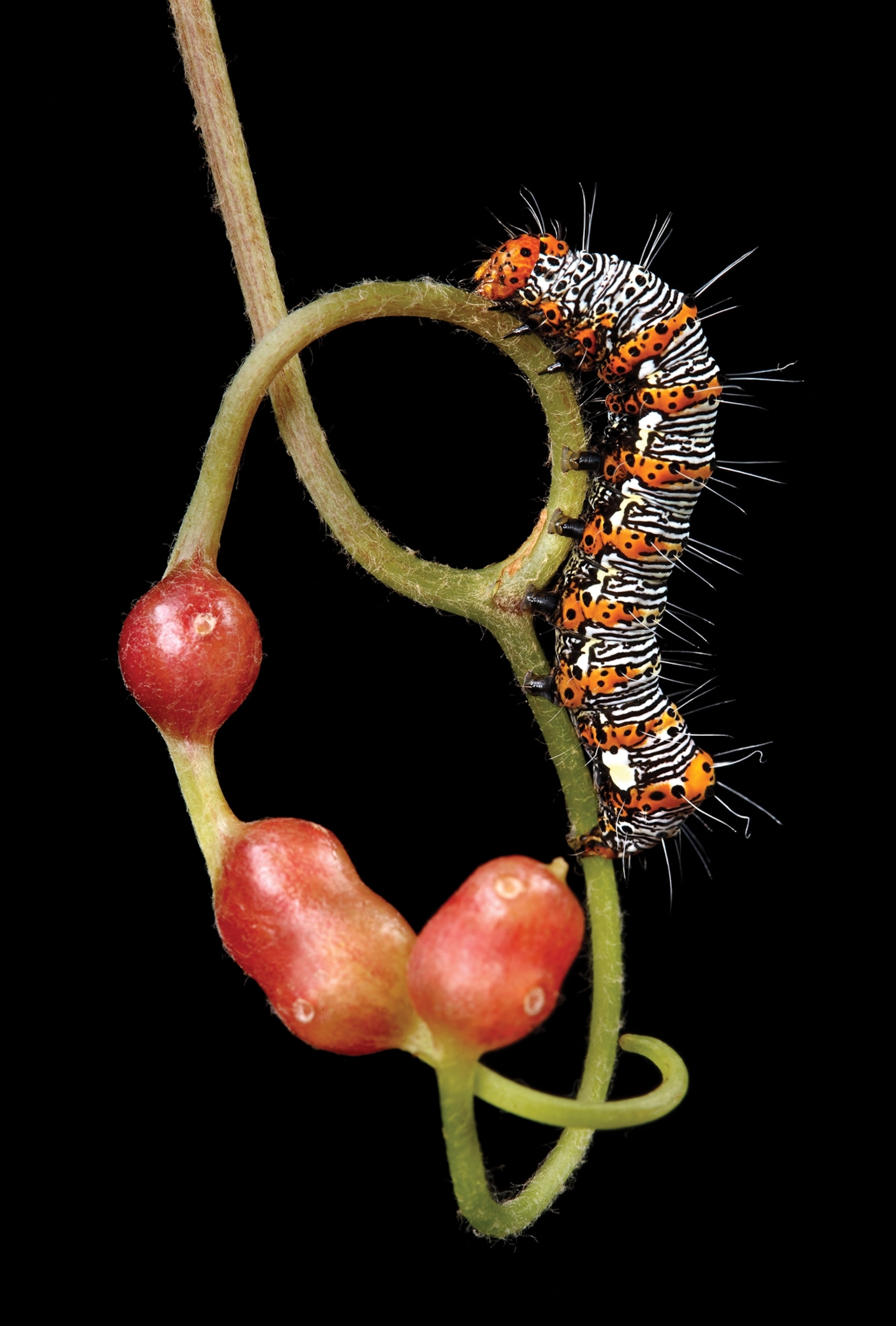 Colorful caterpillar capeating the shape of a plant stem.