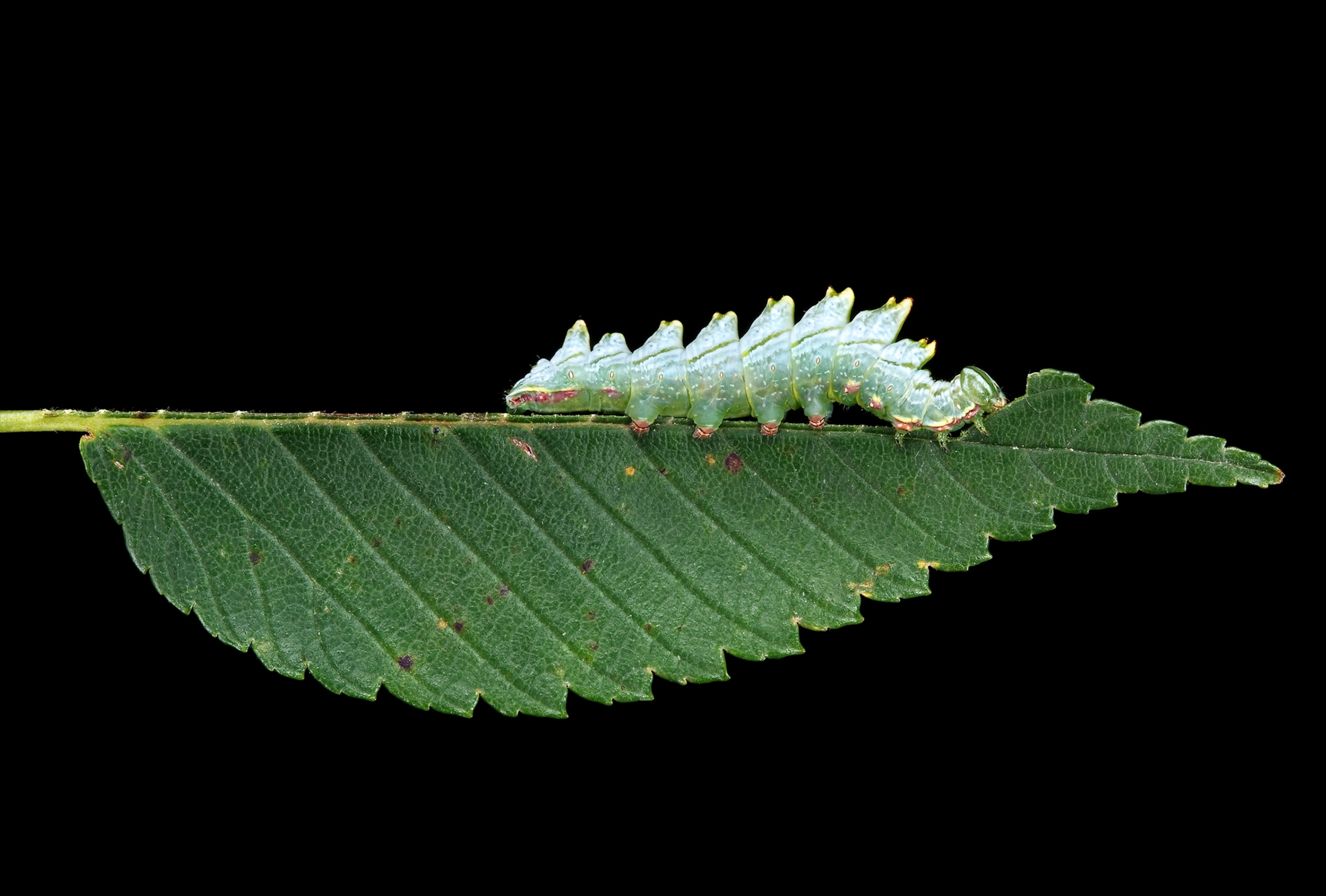 Perfect side view of green caterpillar finishing eating half of green leaf.