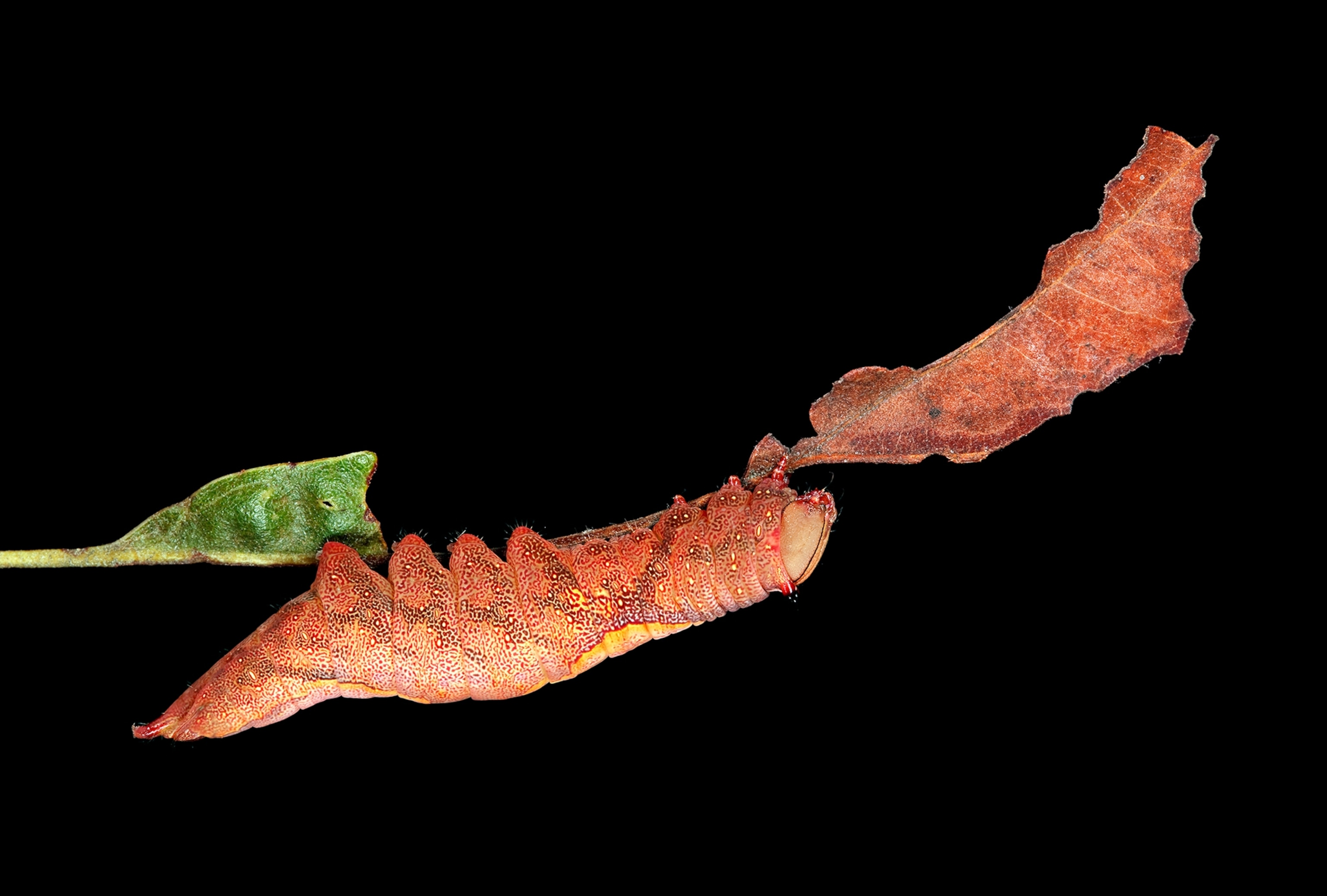 Two rusty colored caterpillars on remaining part of the leaf.